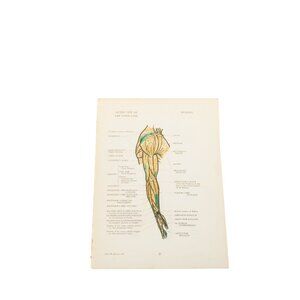 1946 Anatomical Diagram Art Students Arm Muscles Bones Vintage 93678